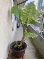 Alocasia Macrorrhiza Zimmerpflanze mit Topf