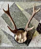 Hirschgeweih Trophäe auf Holzsockel, Wanddekoration