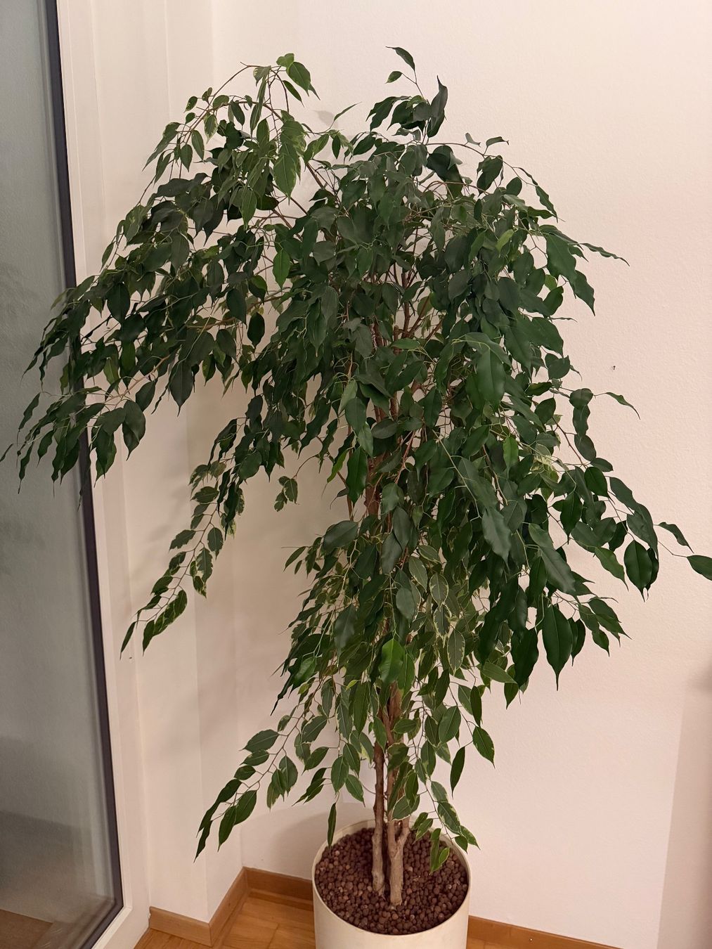 Piante & sementi: Ficus Benjamina Danielle komb.  mit Ficus Benjamina Twilight – Usato da Bern venduto da Baron010 2