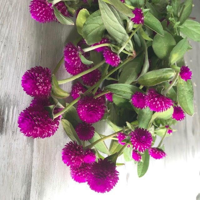 Piante & sementi: 50 Samen Kugelamarant Gomphrena PURPLE Samen – Nuovo (secondo la descrizione) da Ehrendingen venduto da VerveinaSamen 6
