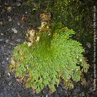 Selaginella Lepidophylla - die unechte Rose von Jericho