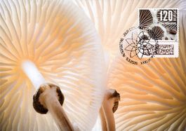 Maximumkarte Naturmuster - Pilz