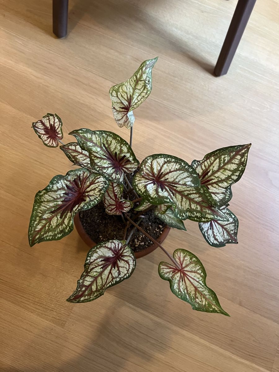 Pflanzen & Samen: Caladium Bicolor Zimmerpflanze – Gebraucht aus Winterthur von ni_ra