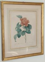 Kunstdruck Camelia à fleurs d'Anémone Pierre-Joseph Redouté