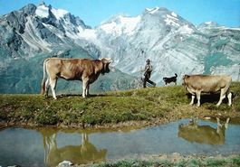 BRIGELS Landwirtschaft auf der Alp Rubi - Bauer mit Kühen