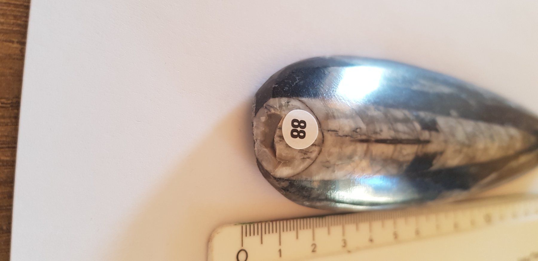 Fossili: Orthoceras  Nr 88 – Nuovo (secondo la descrizione) da Schwanden-Brienz venduto da Testudo06 1