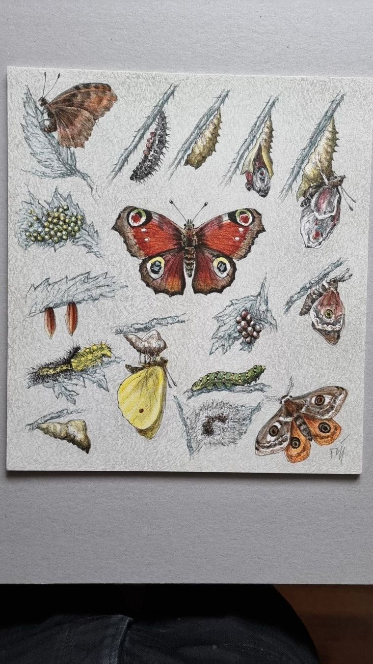 Arts picturaux & lithographies: Diggelmann Alex Walter  LITHOGRAPHIE SIGNIERT – D'occasion à Gersau par grafik-kunst 1
