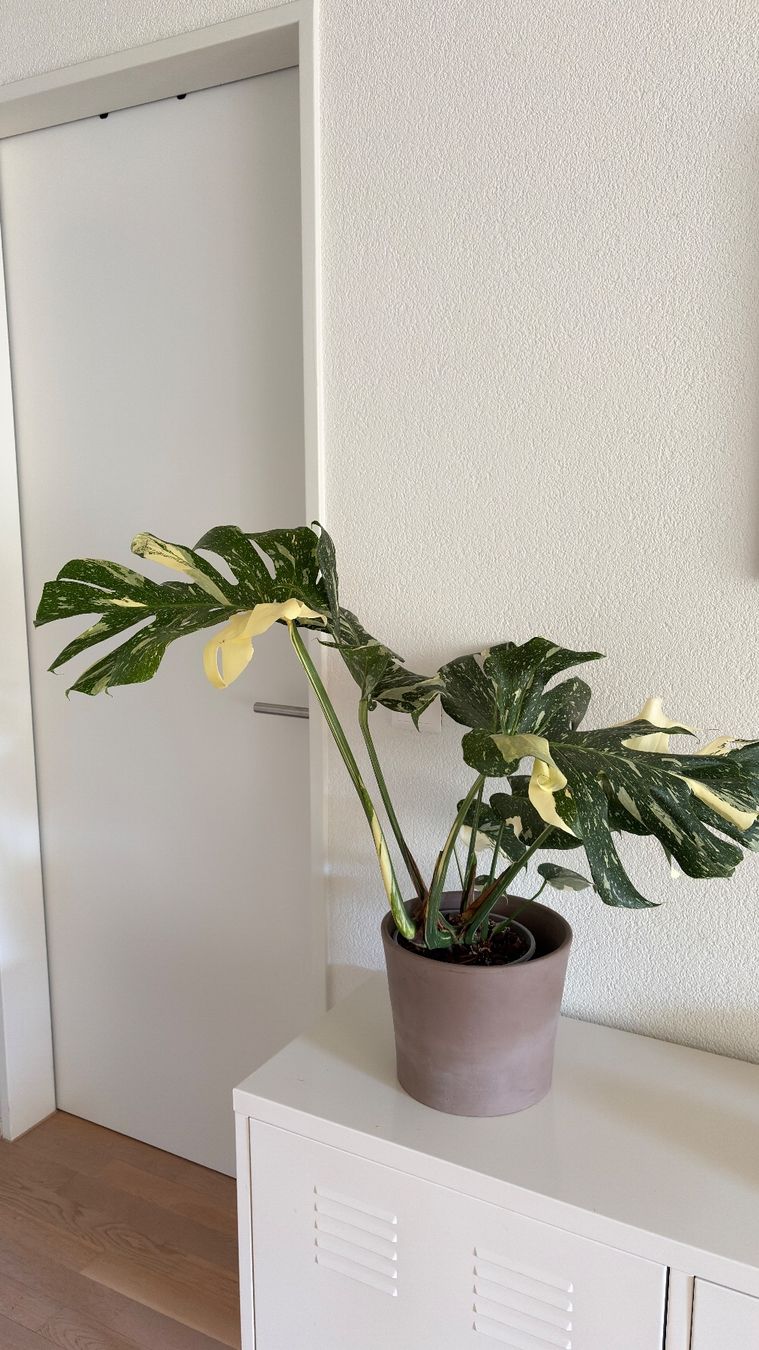 Piante & sementi: Monstera Thai Constellation – Usato da Bern venduto da paloj 1