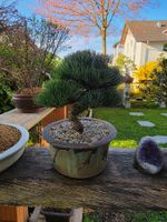 Mädchenkiefer Shohin Bonsai