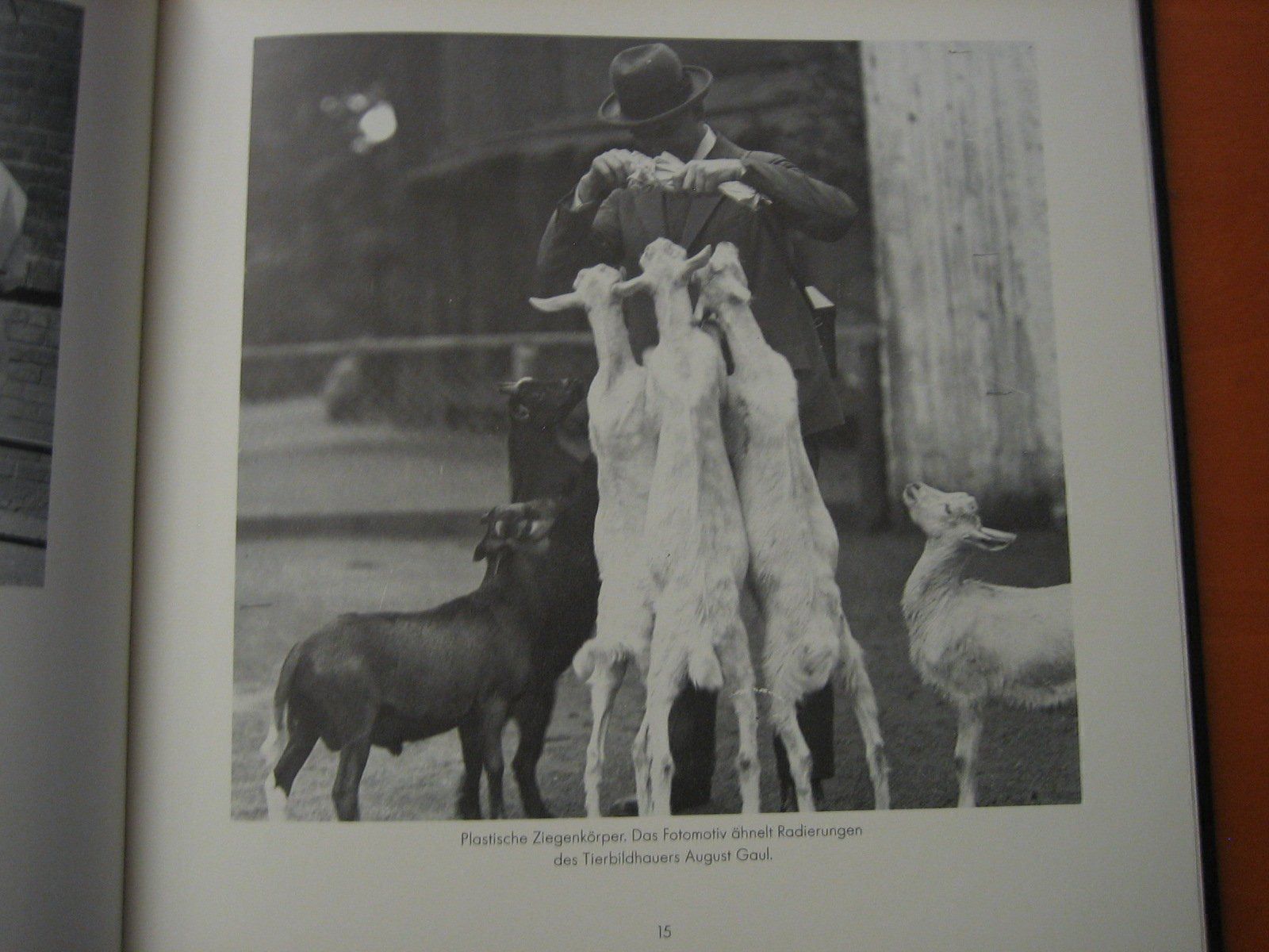 Libri: Das Berliner Zooalbum – Usato da Zürich venduto da Ralfli 1