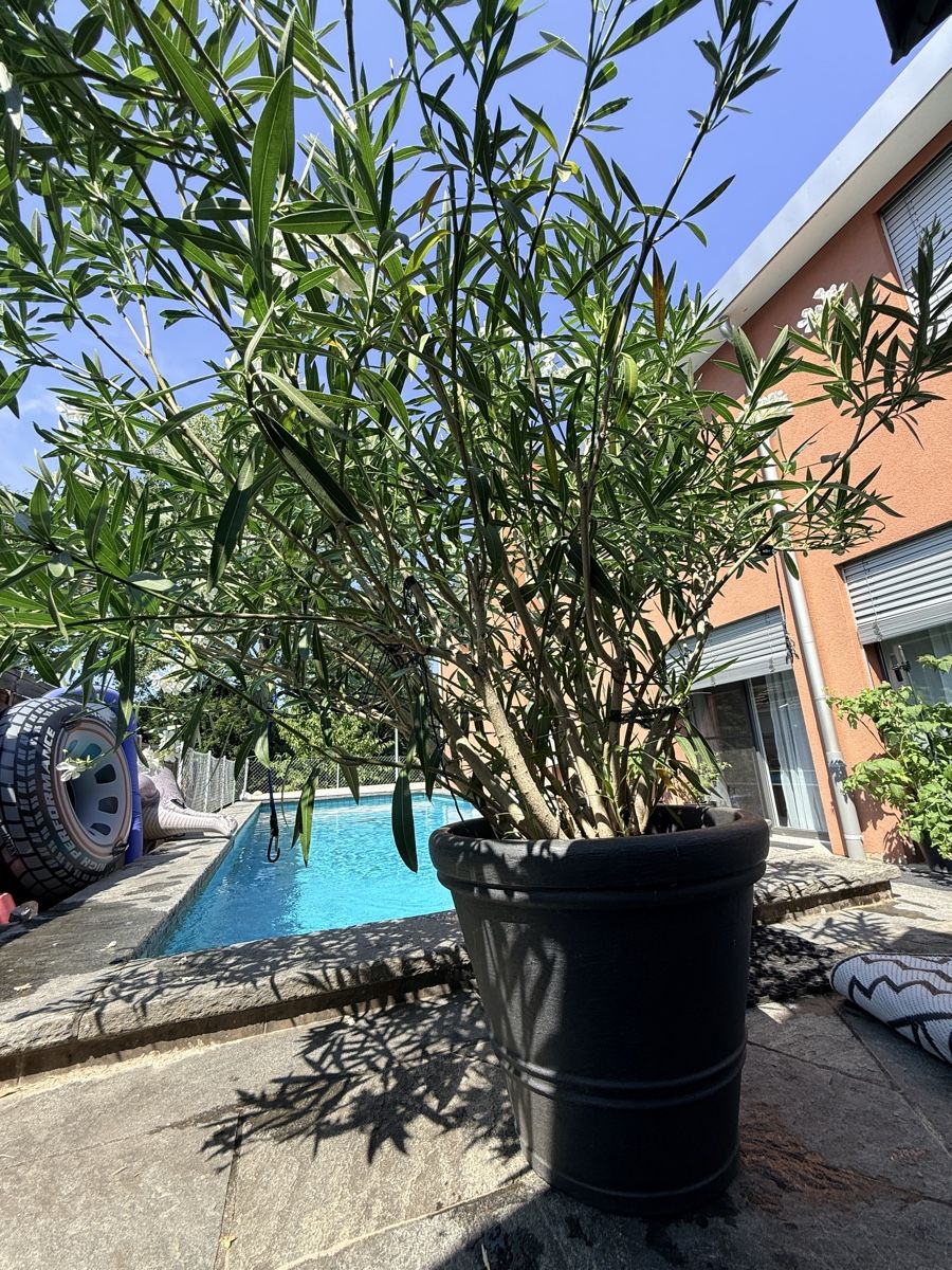 Pflanzen & Samen: Prächtige Oleander Pflanzen – Gebraucht aus Basel von oellifarm 9