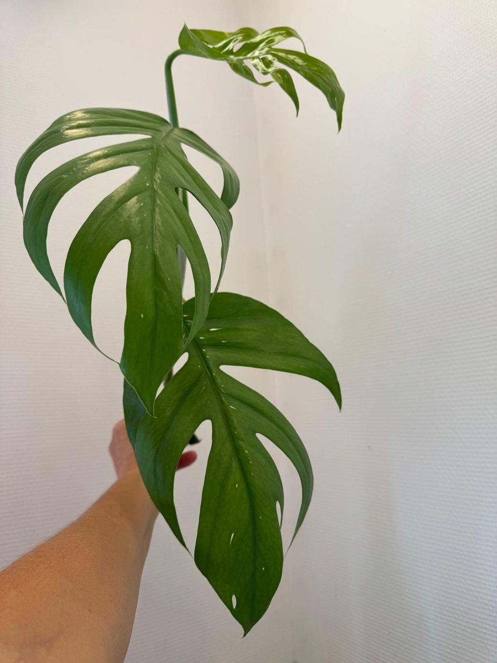 Piante & sementi: Epipremnum pinnatum 'Cebu Blue' - Kopfsteckling – Nuovo (secondo la descrizione) da Bühler venduto da googelibear