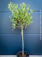 Olivenbaum - Olea Europaea - schönes Bäumchen