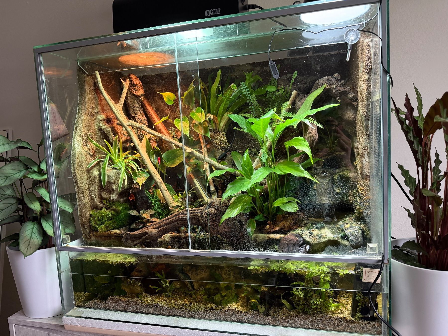 Terrarium: Terrarium mit Wasserfall Komplettset – Gebraucht aus Rothrist von egg_9wck 7