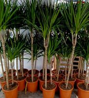 XL (100 cm)  Zimmerpflanze Dracaena MARGINATA 🌴 XL 100 cm