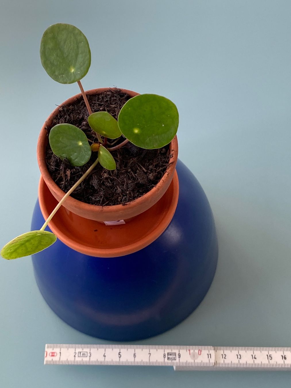 Piante & sementi: Pilea , Geldbaum Baby, Dollarpflanze – Nuovo (secondo la descrizione) da Zürich venduto da echt01 1