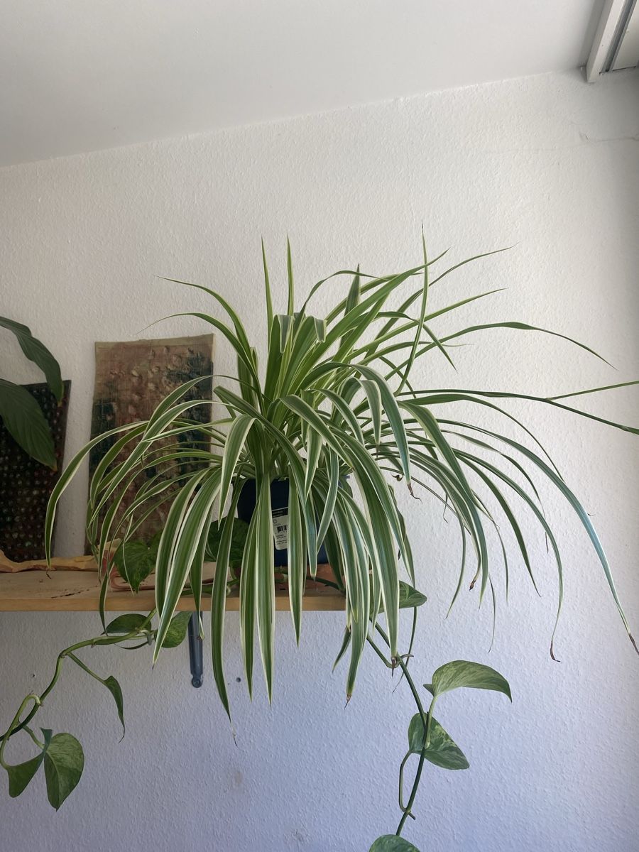 Pflanzen & Samen: Grünlilie – Gebraucht aus Zürich von lau_7vd8 1