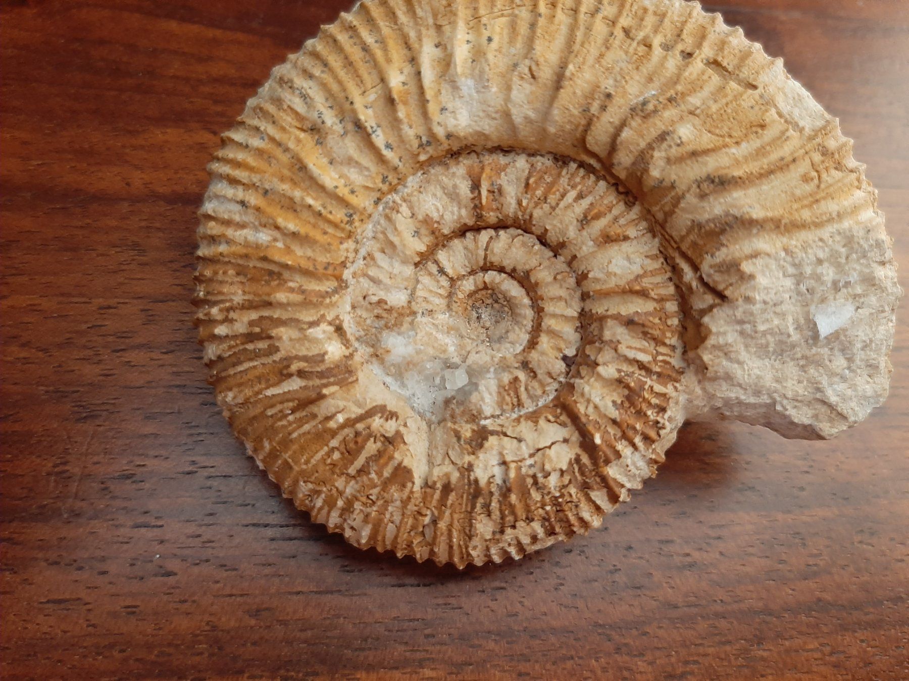 Fossili: "kranker" Ammonit Frankreich – Usato da Rickenbach BL venduto da Oktober68 5