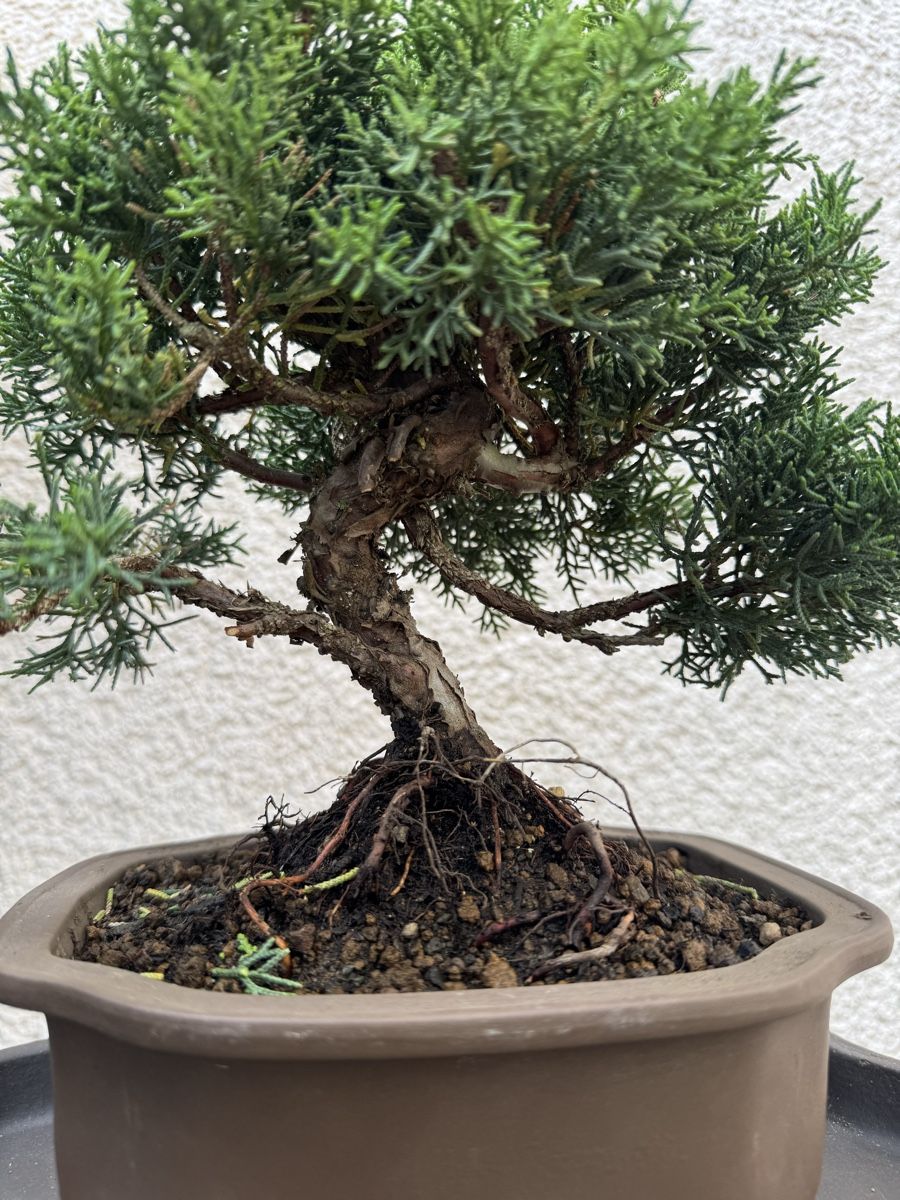 Pflanzen & Samen: Wunderschöner Wacholder Bonsai. – Gebraucht aus Rümlang von Gruseh.ch 6