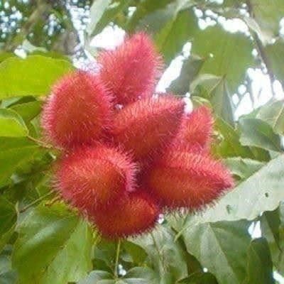 Piante & sementi: Arbre à rouge à lèvre !  5g – Nuovo (secondo la descrizione) da Bremblens venduto da FIBONACCI369 1