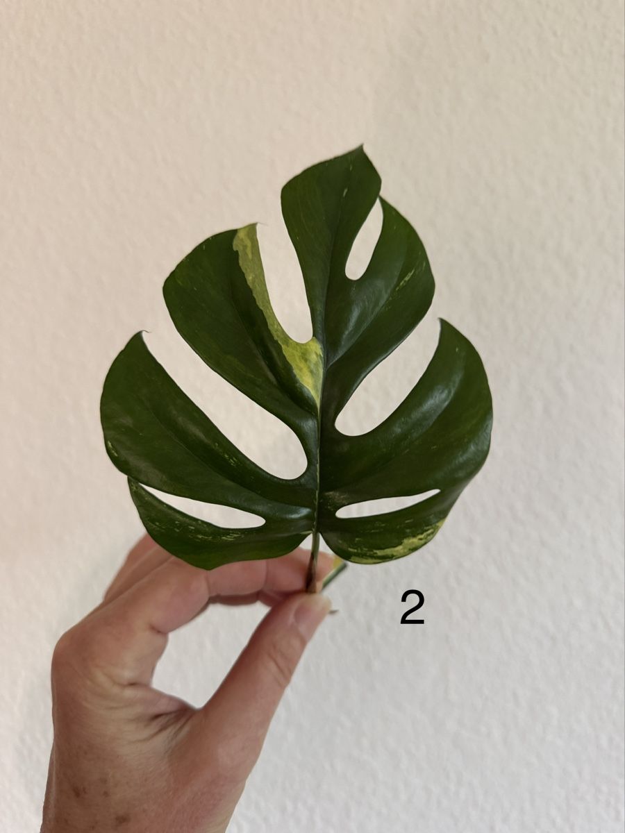 Pflanzen & Samen: Monstera Minima variegata – Gebraucht aus Luzern von Pegasus003 1