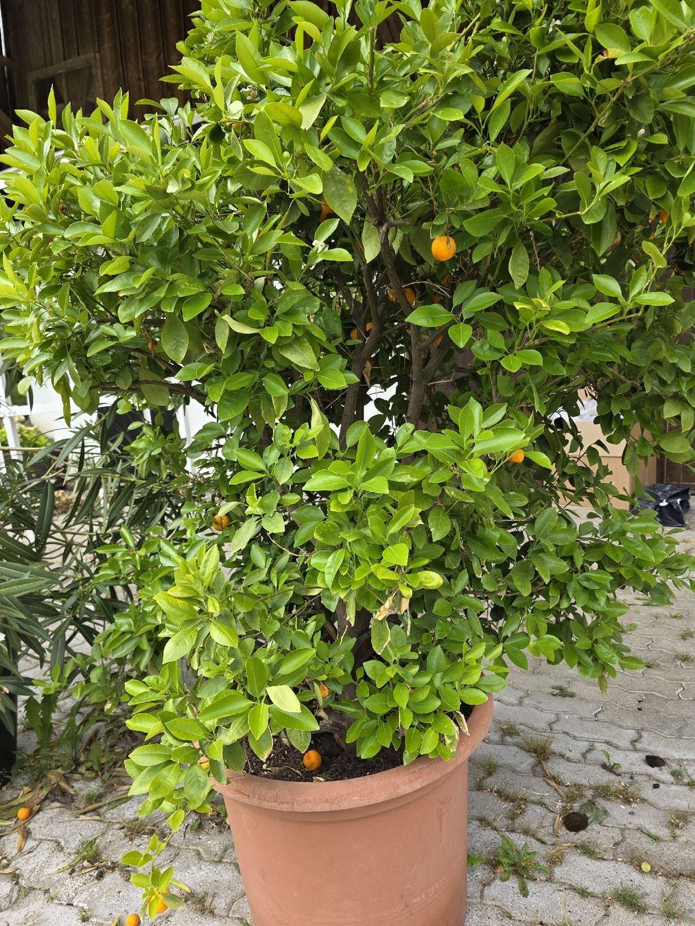 Pflanzen & Samen: Calamondin Pflanze / Baum – Neu (gemäss Beschreibung) aus Uster von Cruleye 1