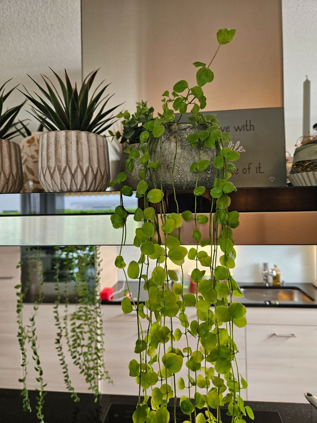 Piante & sementi: Sukkulente Peperomia prostrata 'String Turtle', sweet Topf – Nuovo (secondo la descrizione) da Niederbipp venduto da FeenWERK