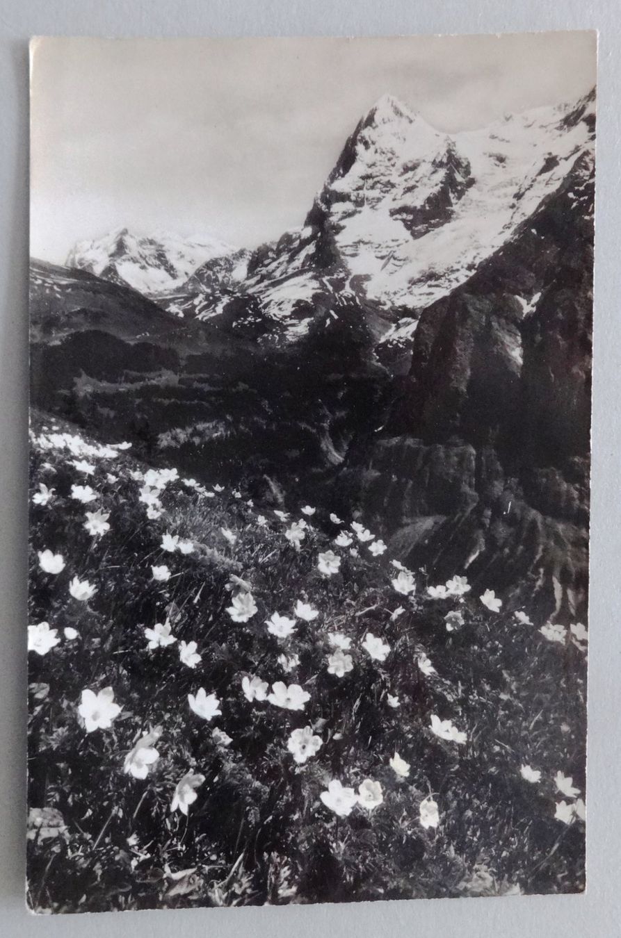 Ansichtskarten: Mürren, Wetterhorn und Eiger – Defekt aus Fétigny von Billy2miny