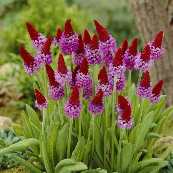 Piante & sementi: Orchideenprimel - Primula vialii - 500 Samen – Nuovo e nell'imballaggio originale da Sumiswald venduto da Cham14558 2