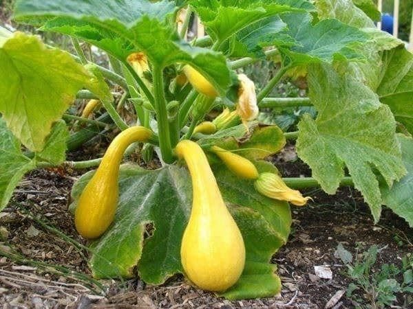 Piante & sementi: Courgette Coutors ! TRES RARE 5g – Nuovo (secondo la descrizione) da Bremblens venduto da FIBONACCI369 1