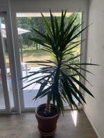 Plante d'intérieur Yucca, pot en terre cuite, bonne santé