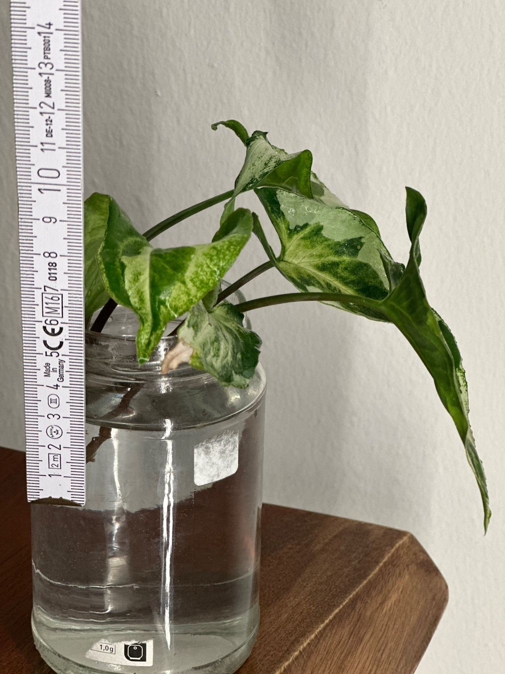 Piante & sementi: Syngonium Three Kings - Kopfstecklig #2 – Usato da Zürich venduto da ong8 3