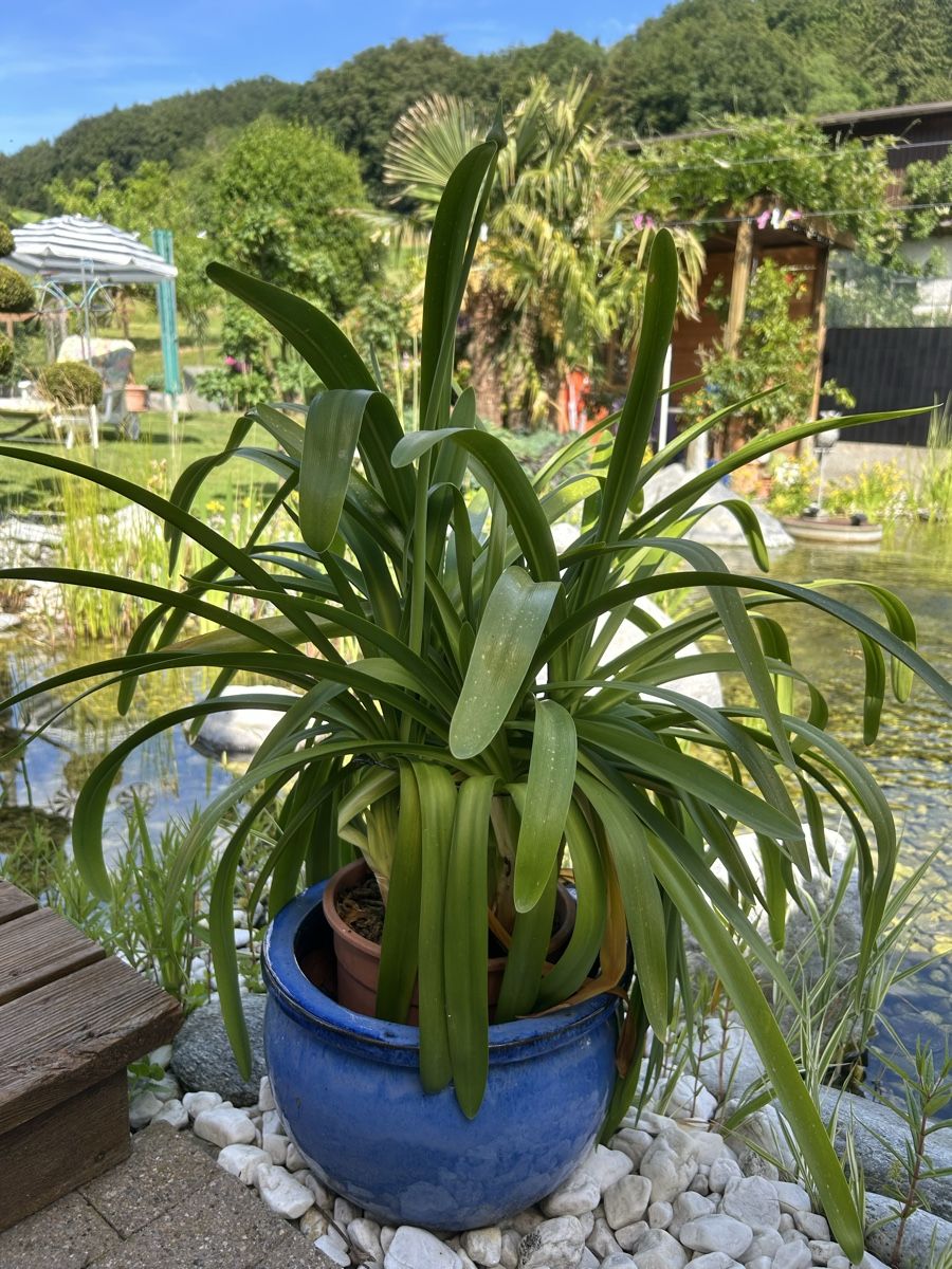 Piante & sementi: Agapanthus violettblühend – Usato da Kirchleerau venduto da Moritz15A