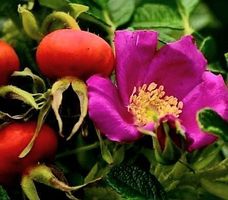 Ab 5.- fr 5 Samen Wilde Tee Rose duftende, 5 graines‪