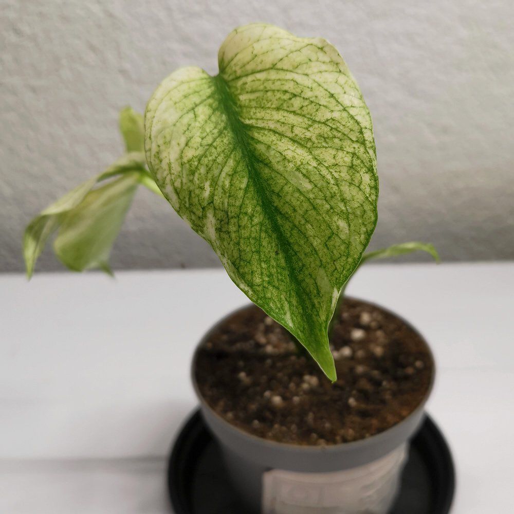 Plantes & graines: Monstera White Monster – Neuf (Voir description) à Walenstadt par vkt_qc8d 2
