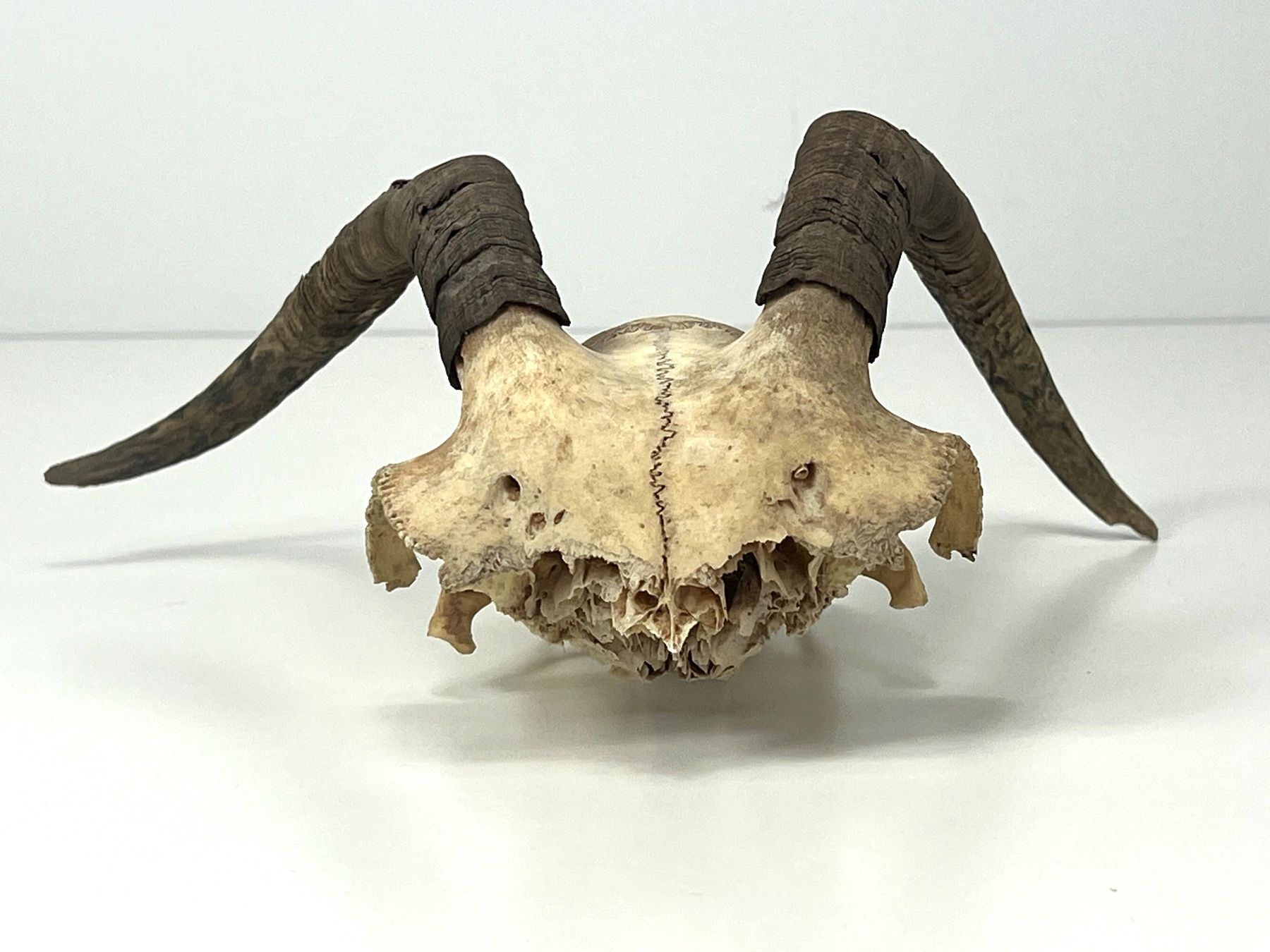 Il mondo degli animali: Echter Ziegen SCHÄDEL mit Hörnern Jagdtrophäe Naturdeko – Usato da Zürich venduto da Arche_Brockenhaus 1