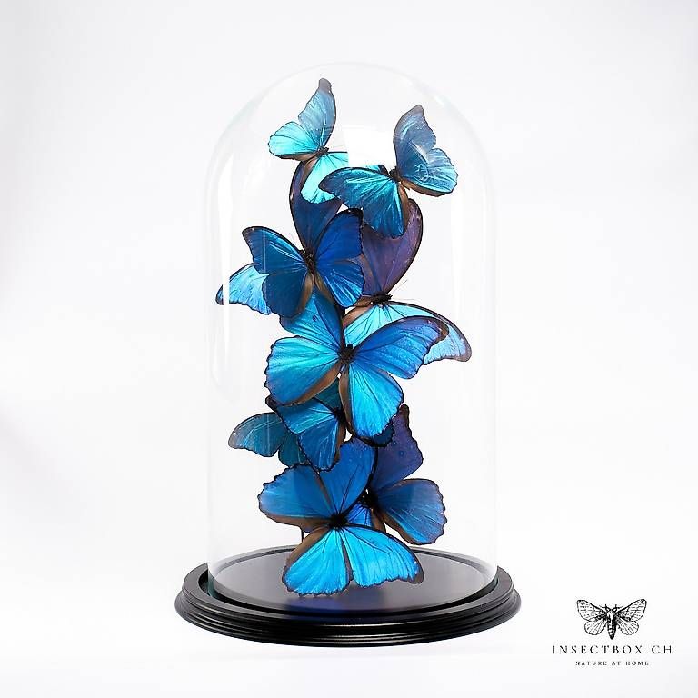 Il mondo degli animali: Glocke mit Morpho didius & Morpho Menelaus – Usato da Ostermundigen venduto da CarmineHome
