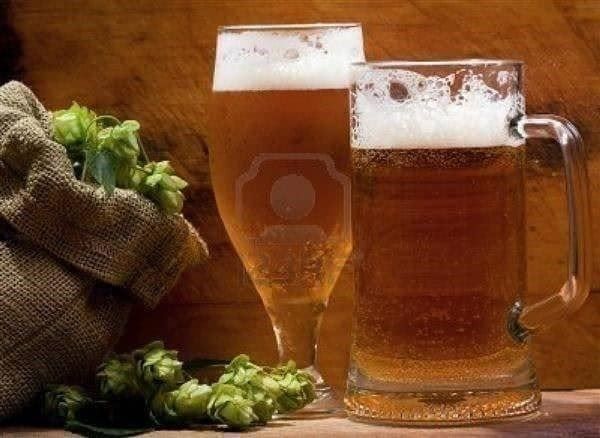 Pflanzen & Samen: HOUBLON  PLANT  15-20cm – Neu (gemäss Beschreibung) aus Bremblens von FIBONACCI369 2