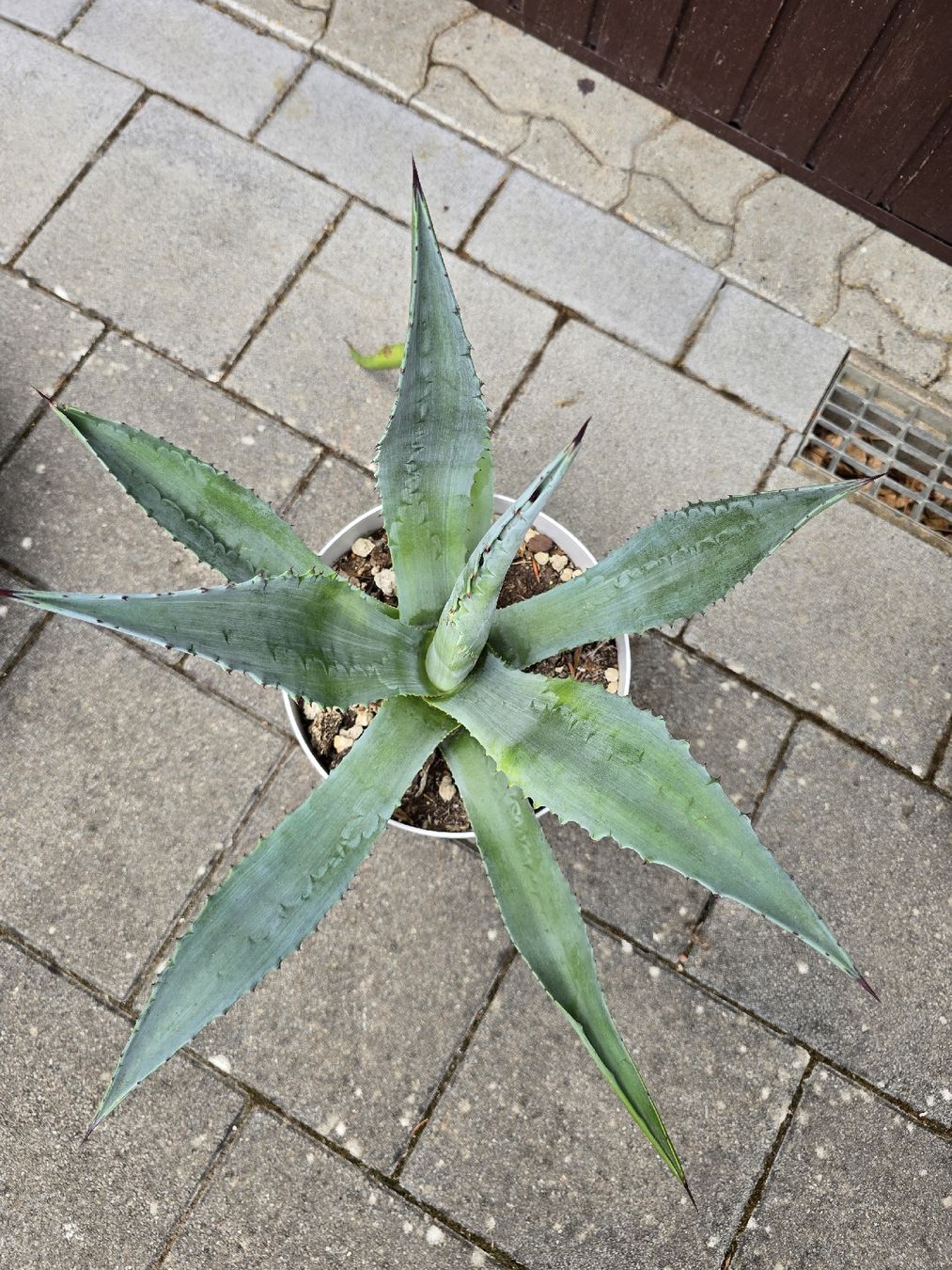 Piante & sementi: Agave American  – Nuovo (secondo la descrizione) da Aarburg venduto da popkorn65 2