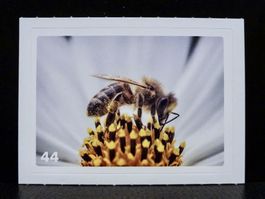 MIGROS MANIA Nature Detectives Nr. 44