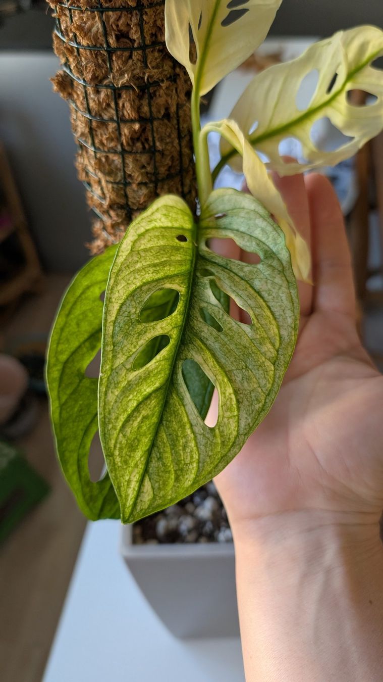 Monstera adansonii 'Variegata' (Gebraucht) in Untervaz fr CHF 15  mit  Lieferung auf Ricardo kaufen