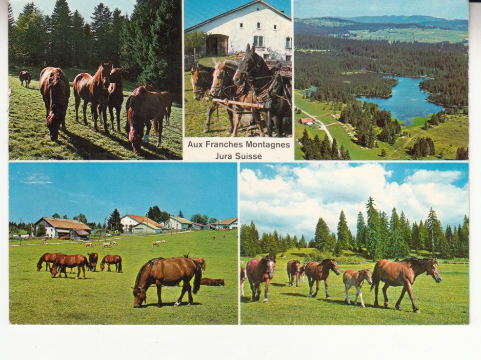 Cartoline postali: Franches Montagnes 1966, mit Sonderstempel – Usato da Bürglen TG venduto da StampGraf