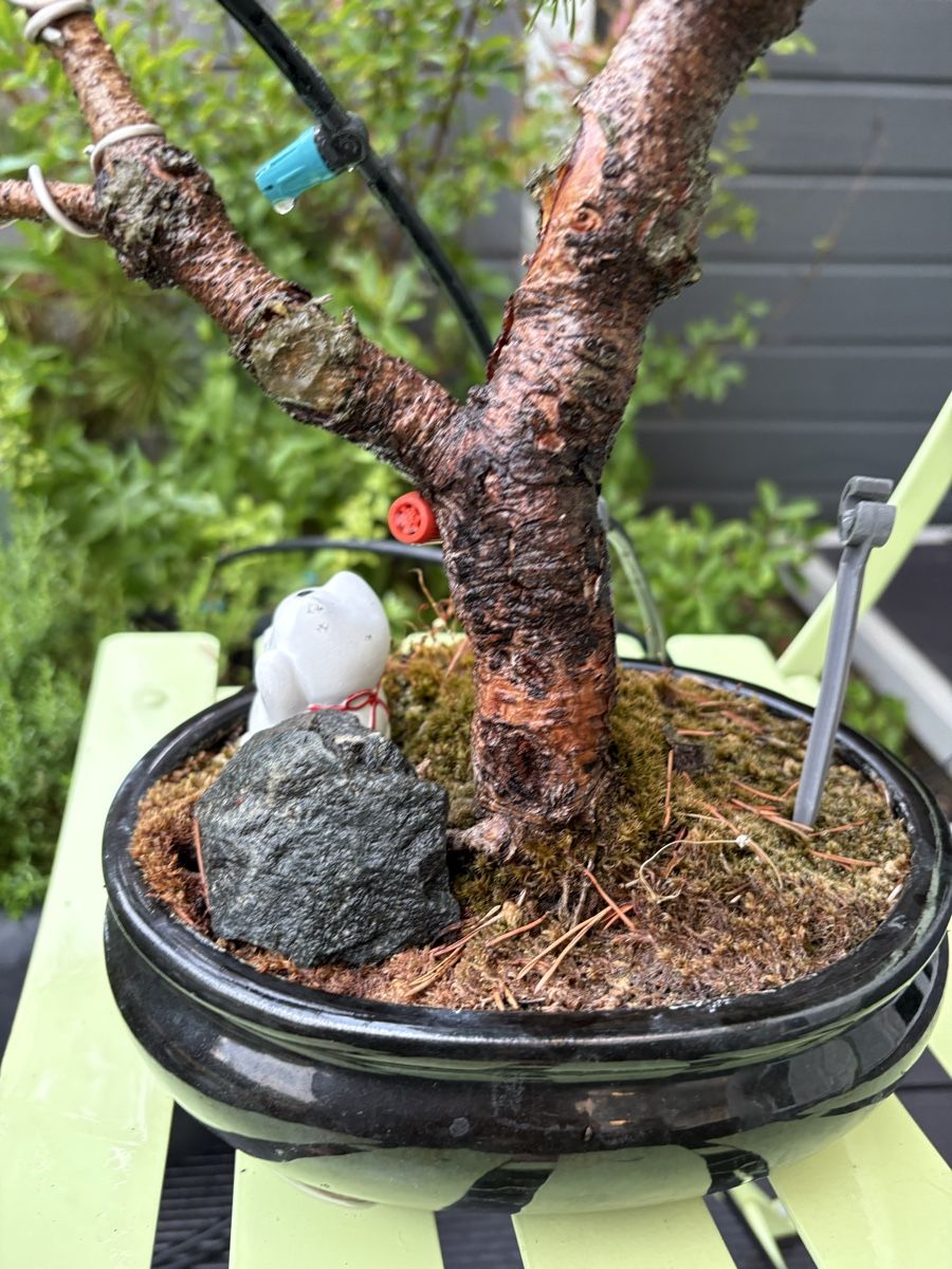 Plantes & graines: Bonsai in schwarzer Bonsaischale – D'occasion à Epalinges par ihl_f6xh 5