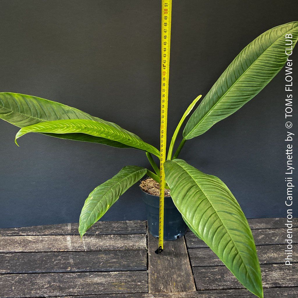 Piante & sementi: Philodendron Campii Lynette - was für ein Blattmuster – Nuovo e nell'imballaggio originale da Adliswil venduto da MarkyForest 1