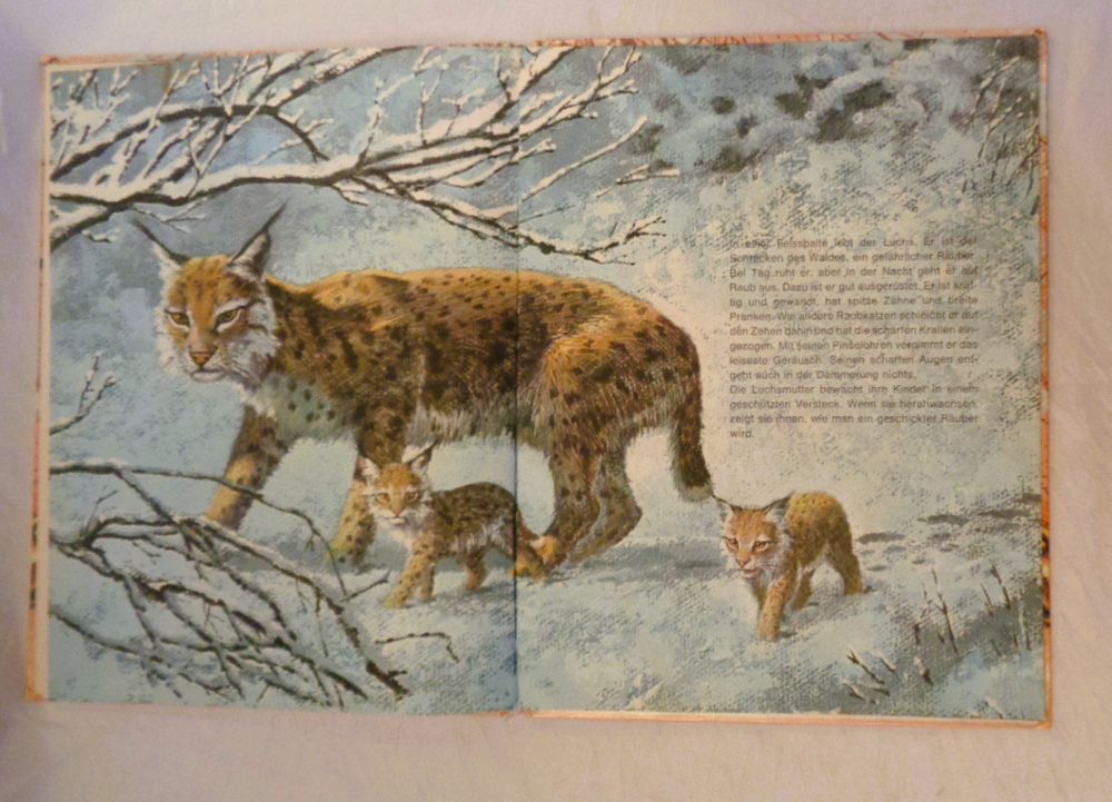tiere-im-wald-bilderbuch-1969-ab-fr-7-gebraucht-in-bellach-f-r