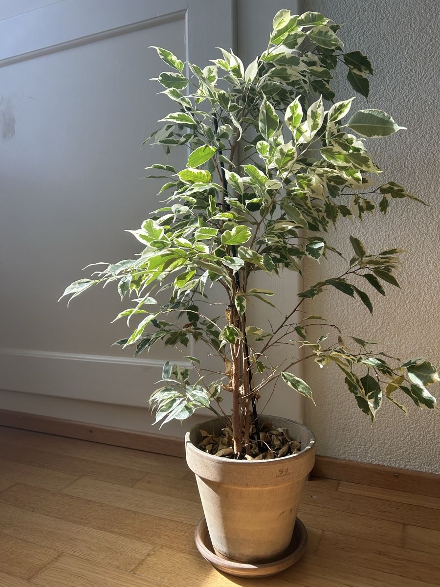 Piante & sementi: Birkenfeigen Ficus Benjamina Twilight – Usato da Zürich venduto da fabuulois 3