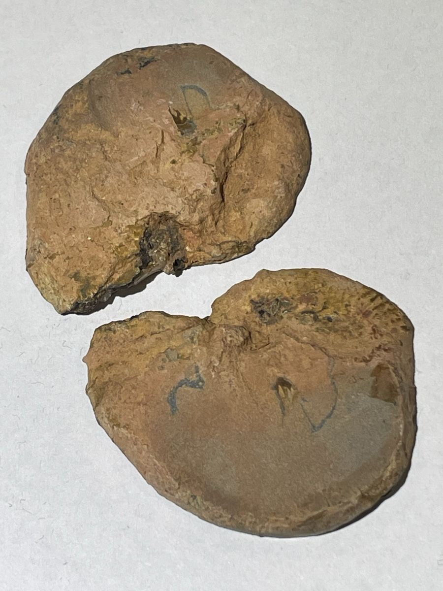 Fossili: Ammonit Paar / Fossil / Stein – Nuovo (secondo la descrizione) da Rümlang venduto da euqinom16 2