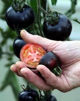 100 Samen Tomate AMERICAN BLUE