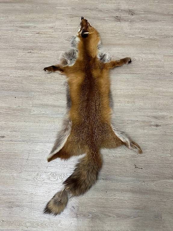 Il mondo degli animali: Vintage Rotfuchs Echtfell Ganzfell mit Schweif – Usato da Obernau venduto da Arche_Noah_Brocki