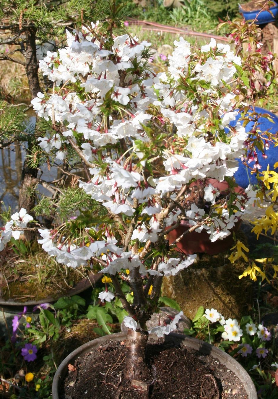 Piante & sementi: BONSAI  -  Kurilen-Kirsche – Nuovo (secondo la descrizione) da Gretzenbach venduto da Sikim 1
